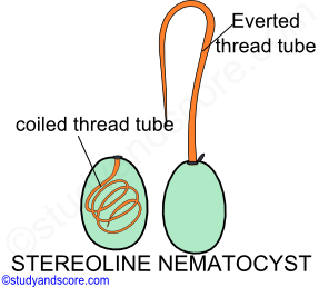 stereoline glutinant nematocyst, coiled thread tube, operculum, style, everted thread tub
